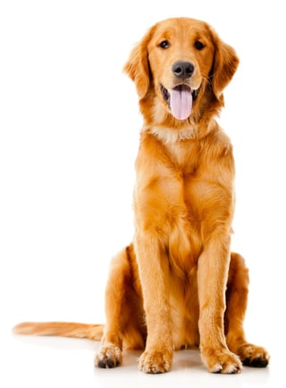 Beautiful dog sitting down - isolated over a white background.jpeg