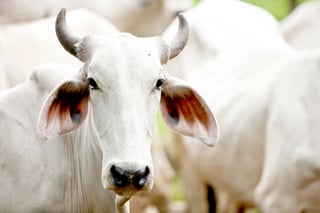 Brahman cow at a cattle farm or ranch.jpeg