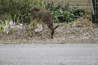 Columbian black-tailed deer (binomial name Odocoileus hemionus columbianus), member of a locally aggressive population, forages in a domestic garden by a street in Port Townsend, Washington, USA.jpeg