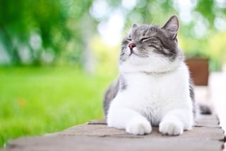 Cute cat enjoying himself outdoors..jpeg