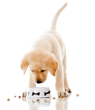 Cute puppy eating dog food - isolated over a white background.jpeg