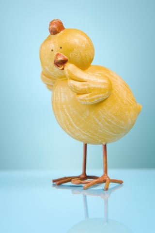 Funny chicken on reflective blue..jpeg