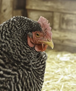 Hen (scientific name Gallus gallus domesticus) outside her coop on a farm.jpeg