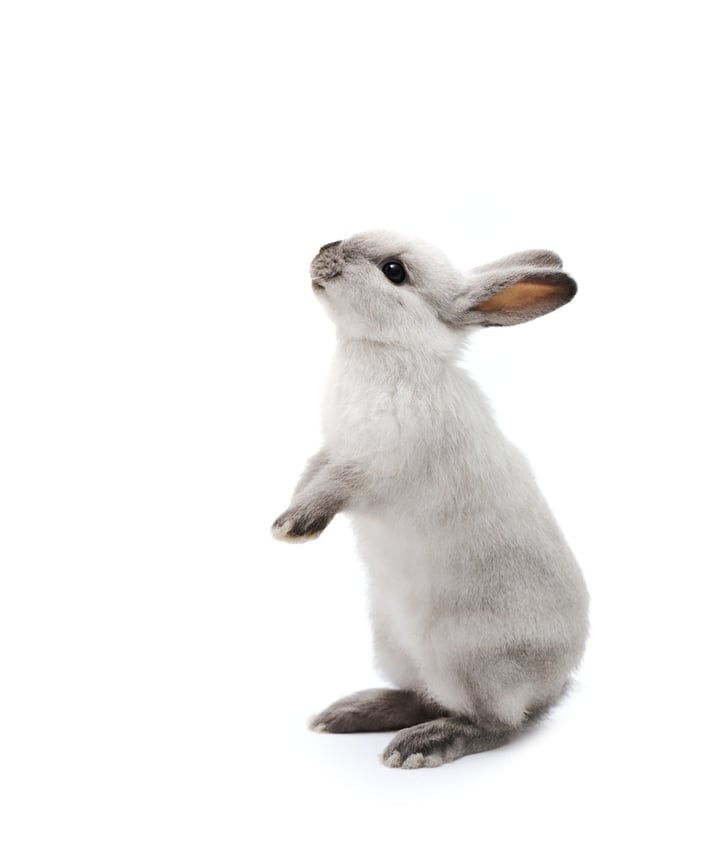 Little rabbit on white.jpeg