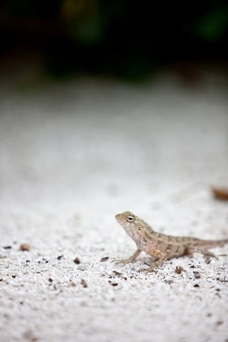 Small gecko on sea sand.jpeg