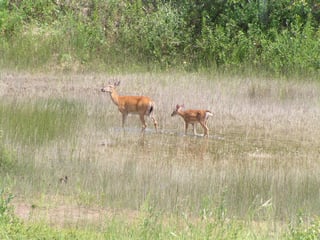 Two deer.jpeg