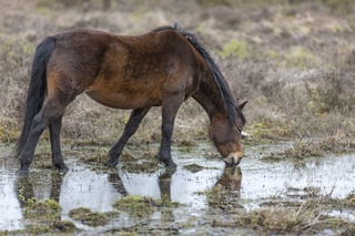 Wild ponies on marshland in Springtime.jpeg