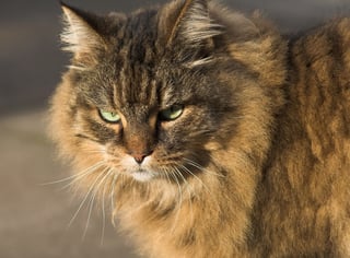 cat with pedigree.jpeg