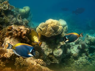 fish and other underwater marine life in vibrant colours.jpeg