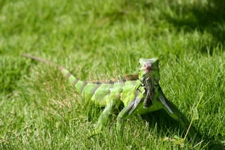 green iguana on the grass.jpeg